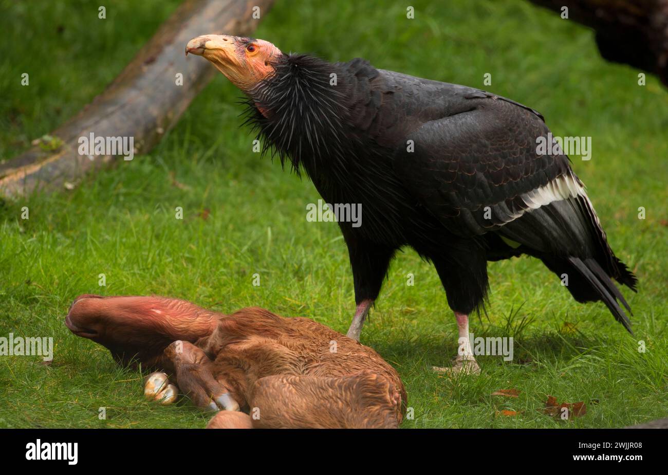 Portland, Oregon, Washington Park, Oregon Zoo, Kalifornien-Kondor (Gymnogyps Californianus) Stockfoto