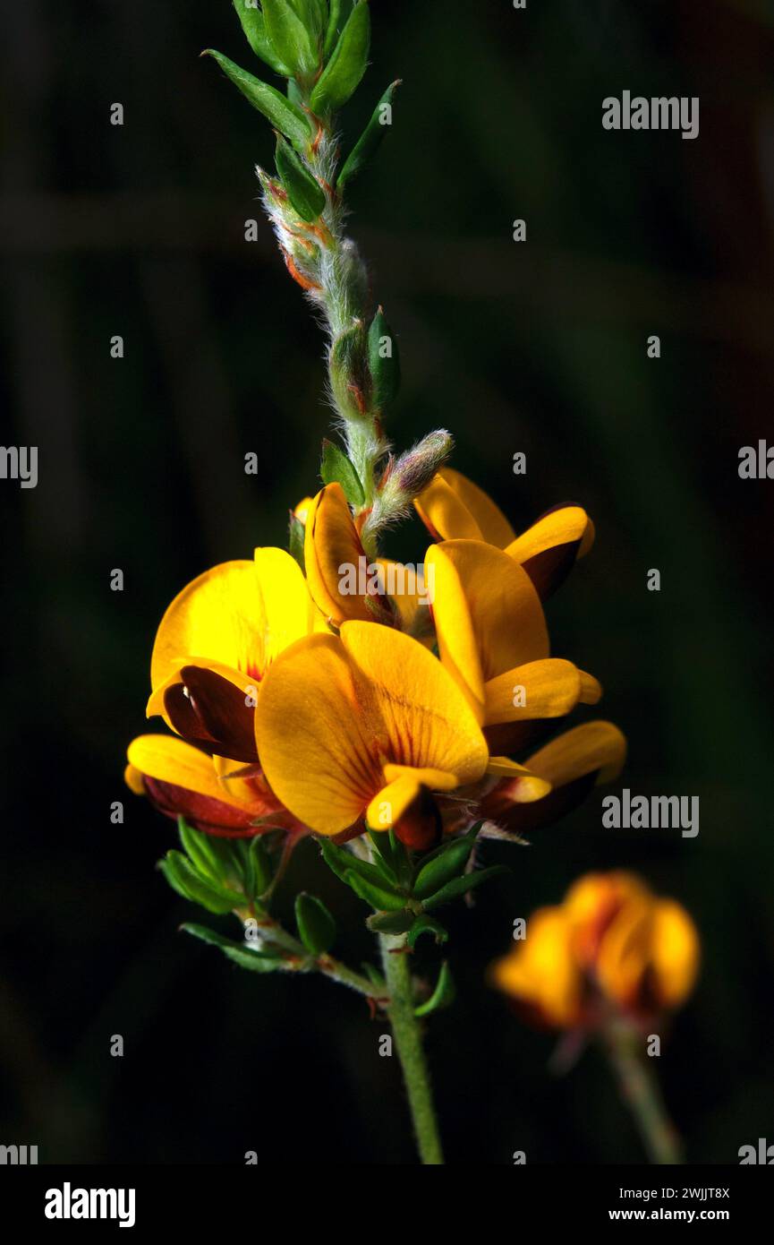 Eier und Speck (Aotus Ericoides) bekommen ihren Namen von der Farbe der Blumen - man möchte sie nicht essen! Frühjahrsblühender Sträucher. Stockfoto