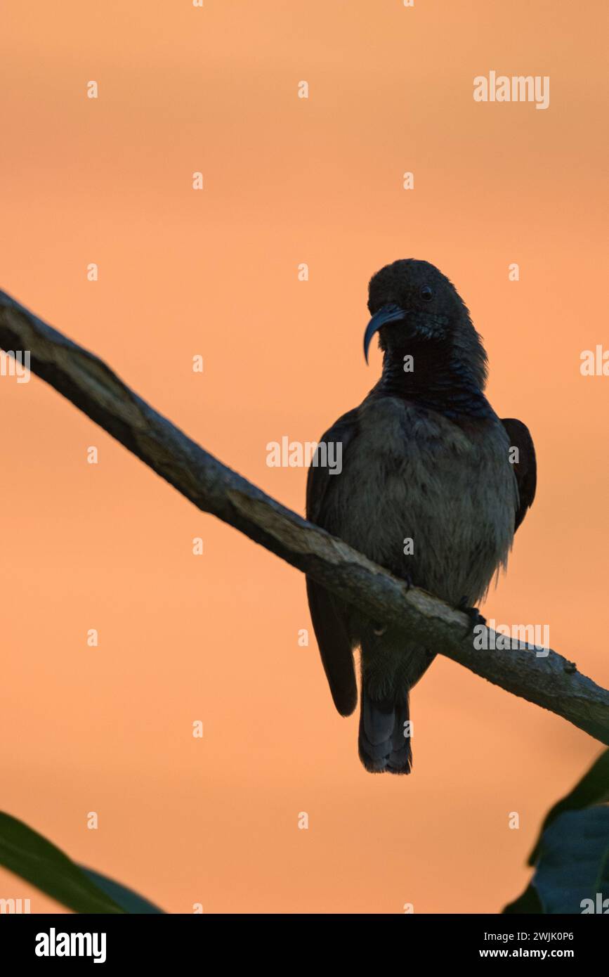 Seychellen Single sunbird mit goldenem Hintergrund, Mahe Seychellen Stockfoto