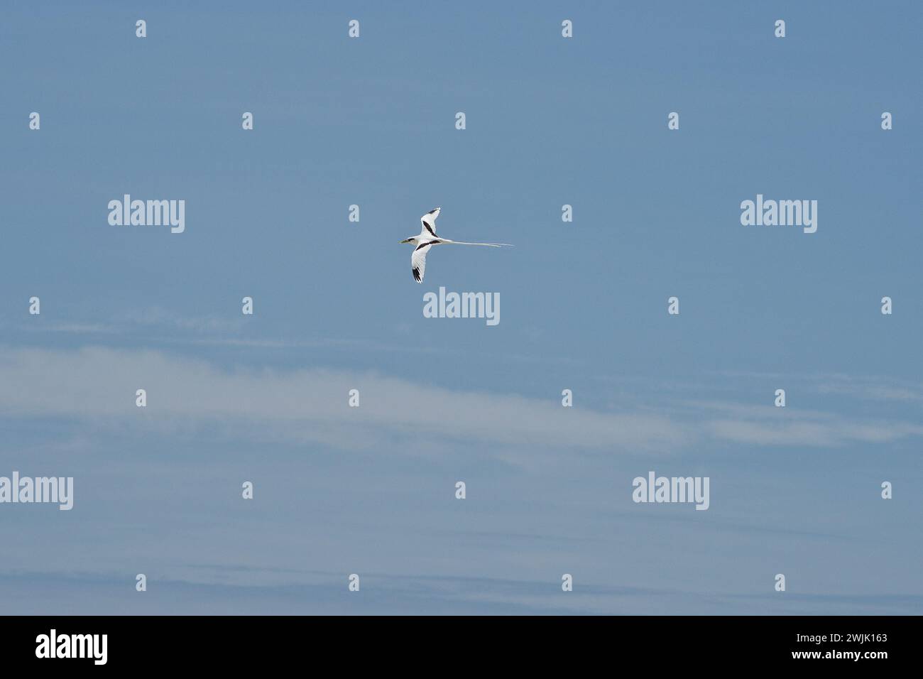 Tropischer Weißschwanz-Vogel, der über den Ozean fliegt, Mahe, Seychellen Stockfoto