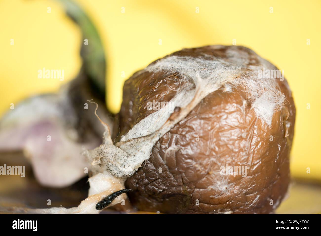 Tauchen Sie ein in die faszinierende Welt der Kunstfertigkeit der Natur mit diesem Makrobild. Die komplizierten Details einer verfaulenden Frucht, die in dieser Aufnahme aufgenommen wurde, zeigen einen Stockfoto