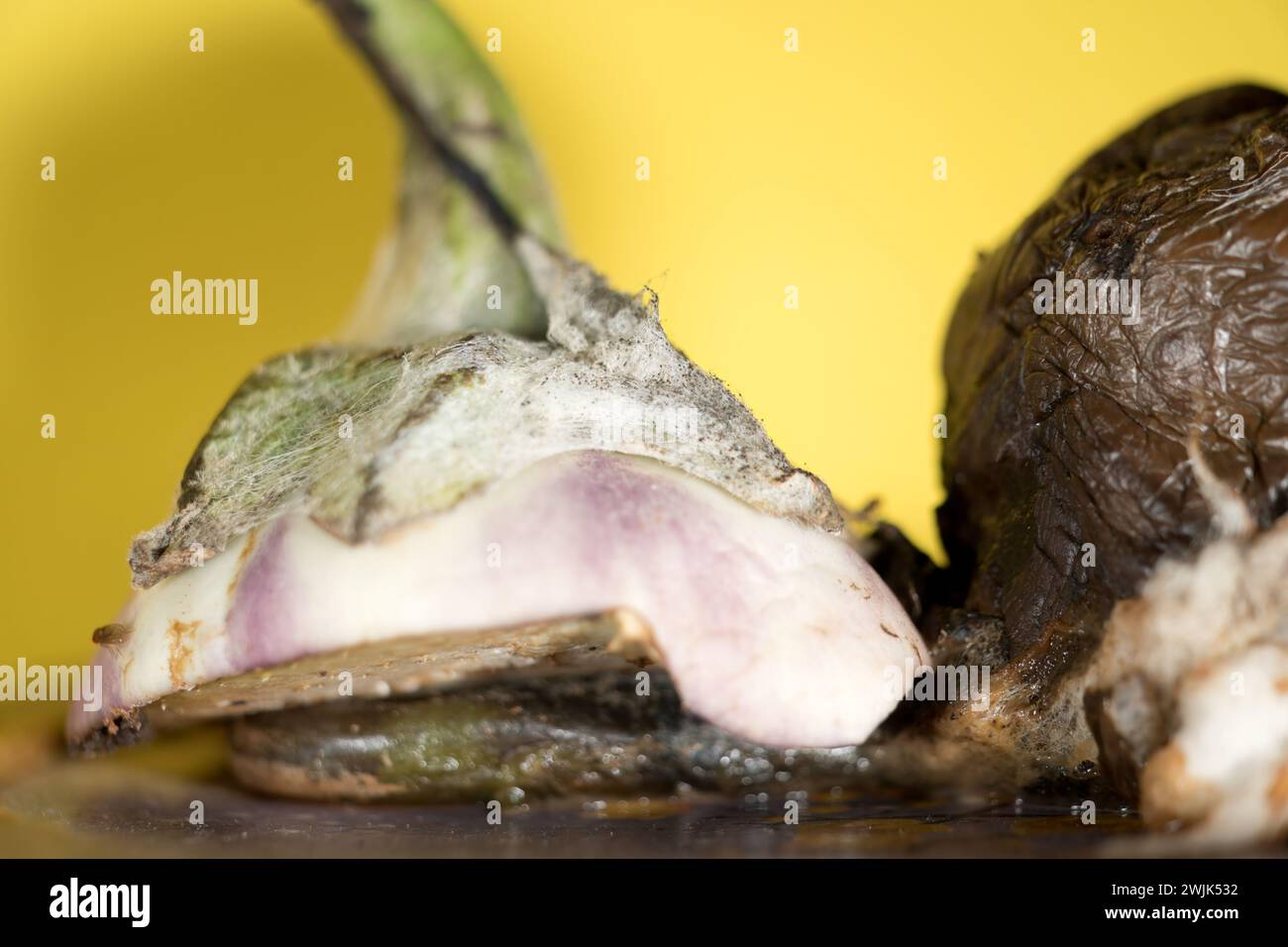 Erleben Sie die faszinierende Schönheit des Verfalls in dieser Makroaufnahme einer sich zersetzenden Aubergine. Das Bild erfasst die komplizierten Details der Transformatio Stockfoto