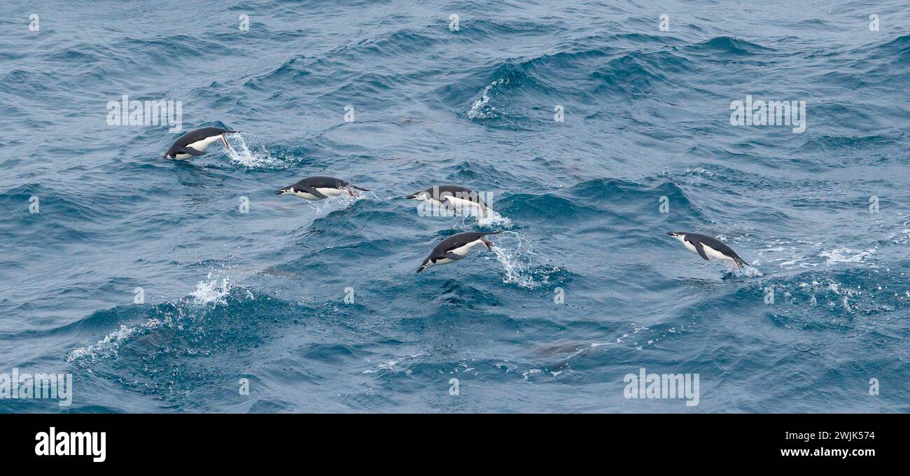 Kinnpinguine, die beim Schwimmen in der Antarktis aus dem Wasser springen. Stockfoto