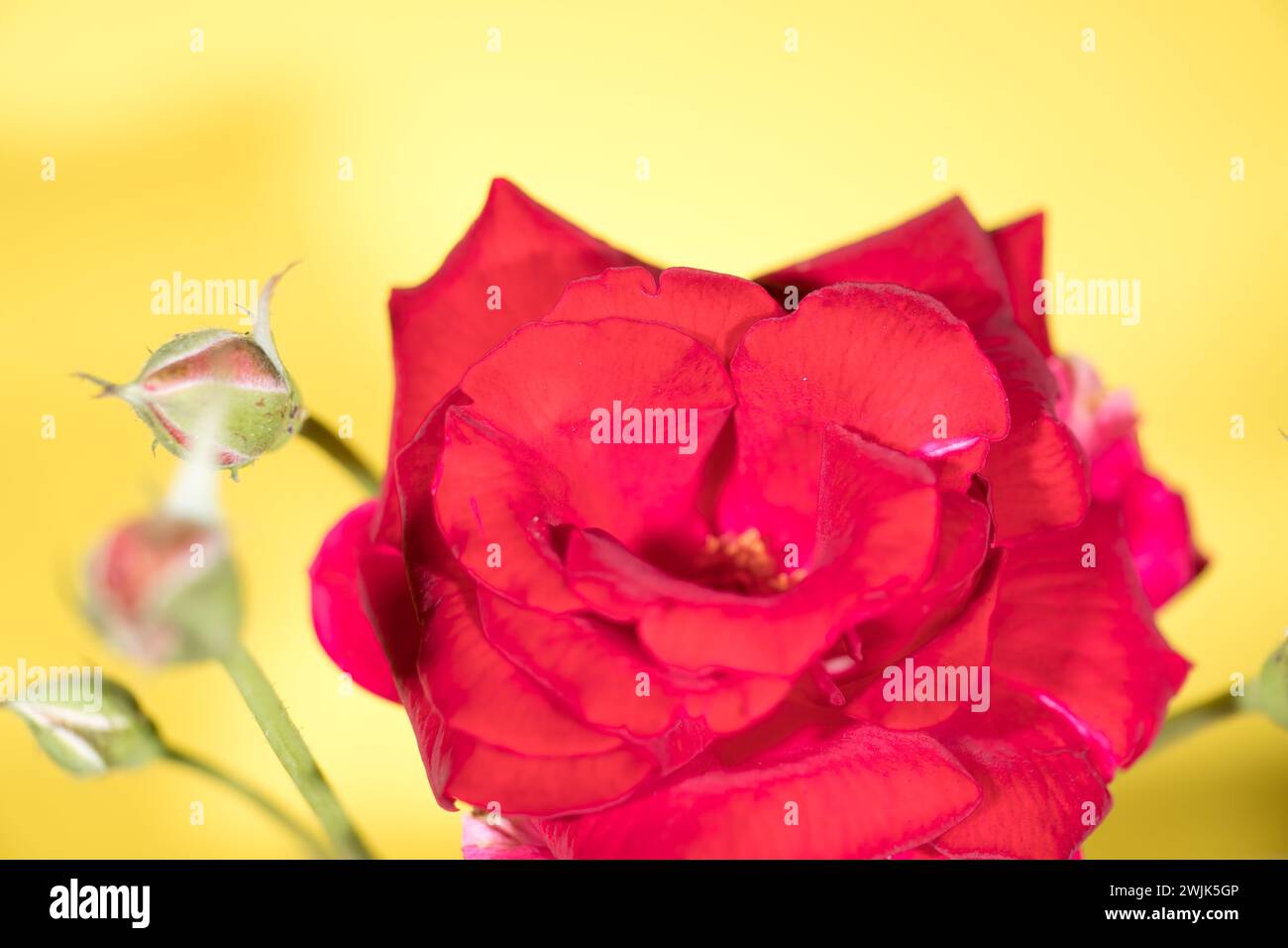 Eine leuchtend rote Rose blüht und fängt die Schönheit der Natur ein. Die Blüten, reich und samtig, entfalten sich vor einem Hintergrund aus goldgelbem Kreatin Stockfoto