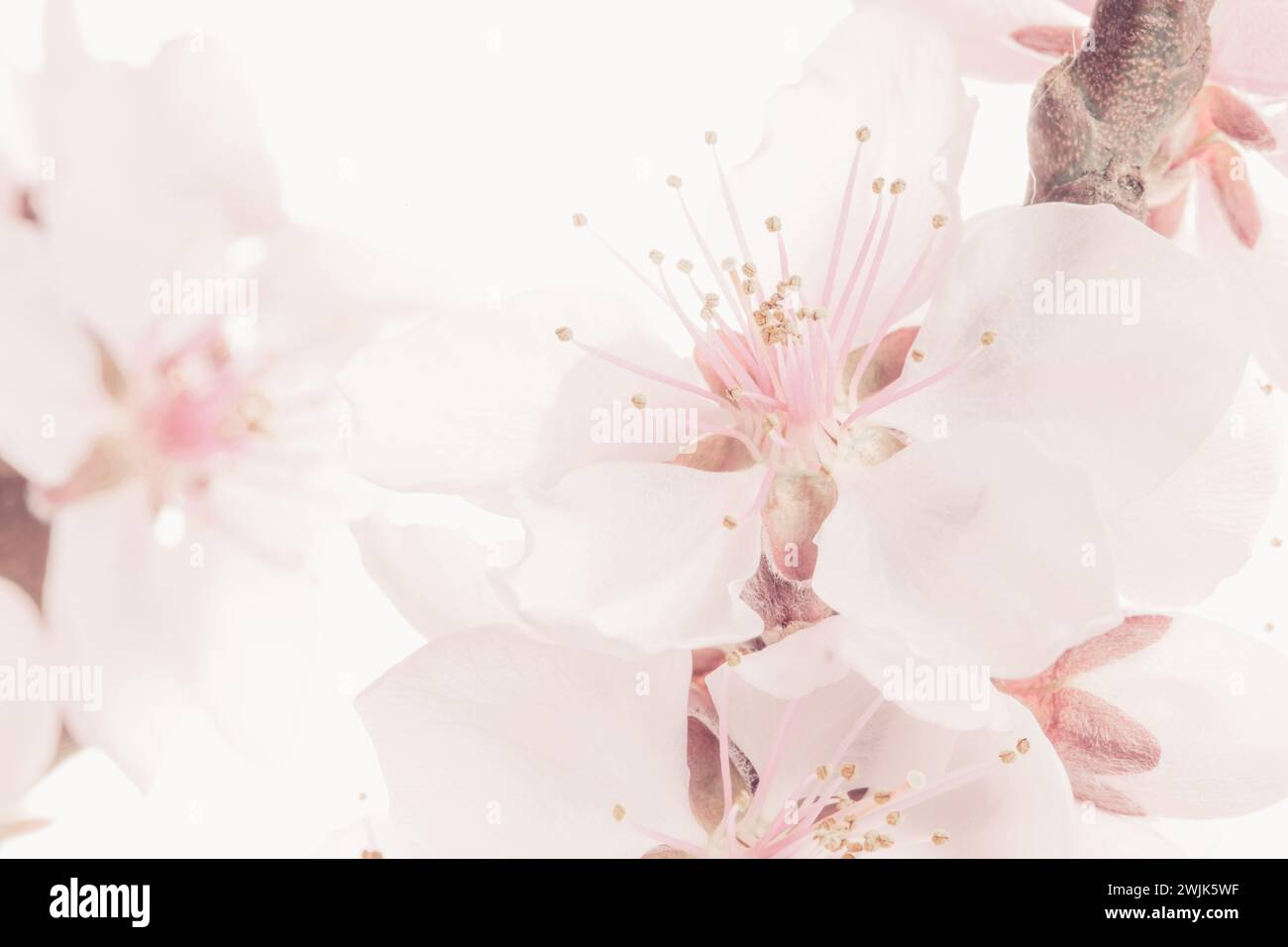 Nahaufnahme der zarten pfirsichfarbenen Pfirsichblüten im Frühling Stockfoto