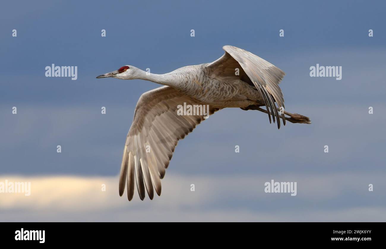 Nahaufnahme eines einzelnen Sandhügelkrans im Flug über seinem Winterhabitat im bernardo State Wildlife Refuge in der Nähe von socorro, New mexico Stockfoto