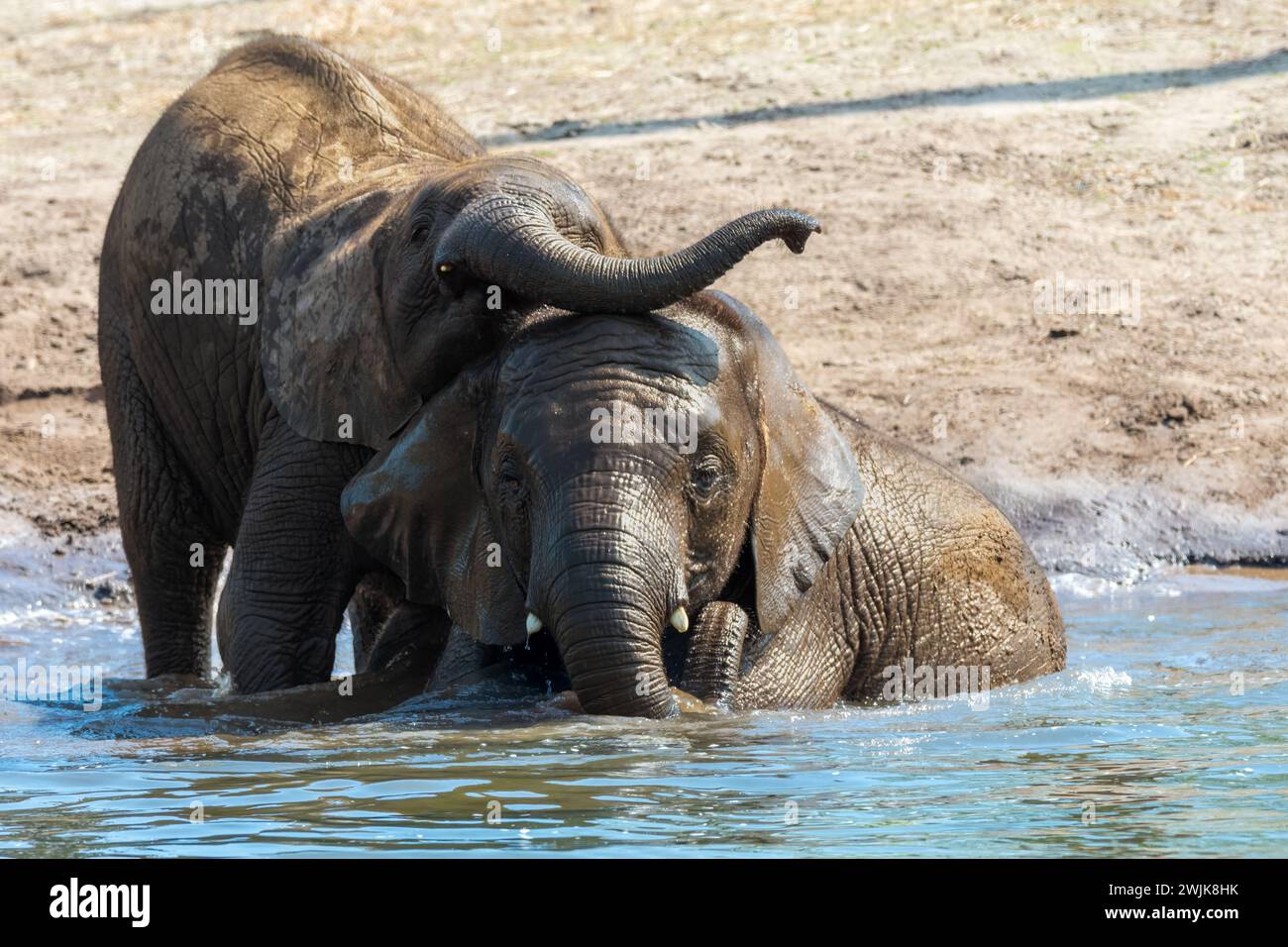 Die beiden fröhlichen afrikanischen Elefanten waten fröhlich im Teich Stockfoto