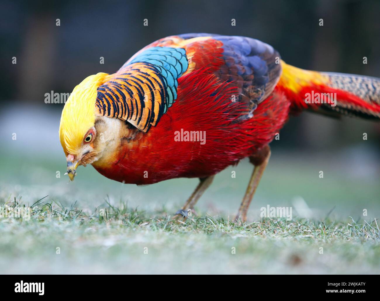 Goldener Fasan in wilder Natur Stockfoto
