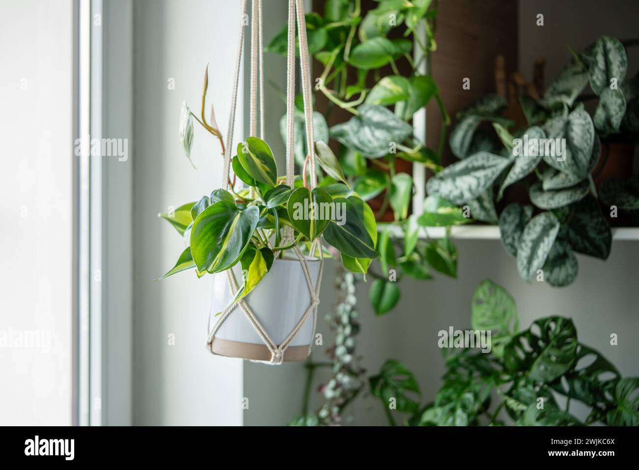 Pflanzen Sie Philodendron Brasil in Keramiktopf, der an Baumwoll-Makramee hängt, neben dem Fenster zu Hause Stockfoto