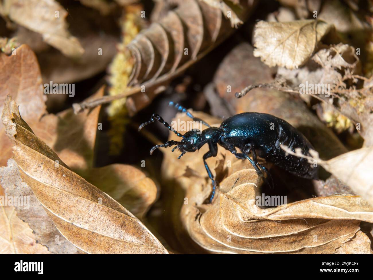 Violetter Ölkäfer, Meloe Violaceus füttert sich auf Gras, Makrofoto. Stockfoto