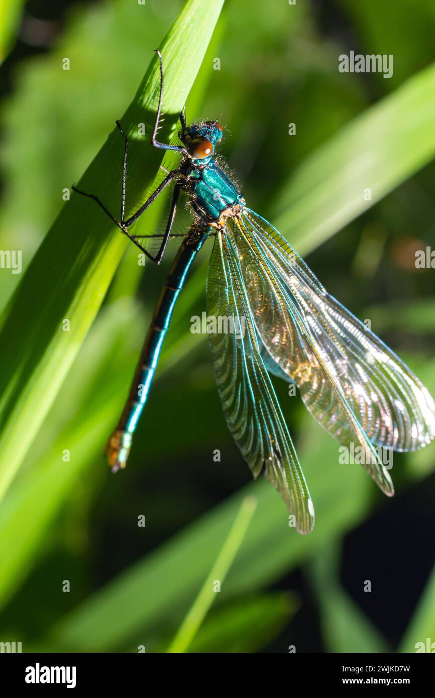 Männliche demoiselle Damselfly, Calopteryx Splendens. Atemberaubendes britisches Insektenporträt. Stockfoto