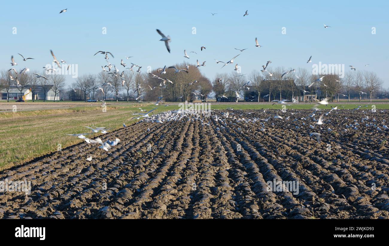 Ein frisch gepflügtes Feld im Winter mit einer Schar Möwen, die nach Regenwürmern fliegen. Stockfoto