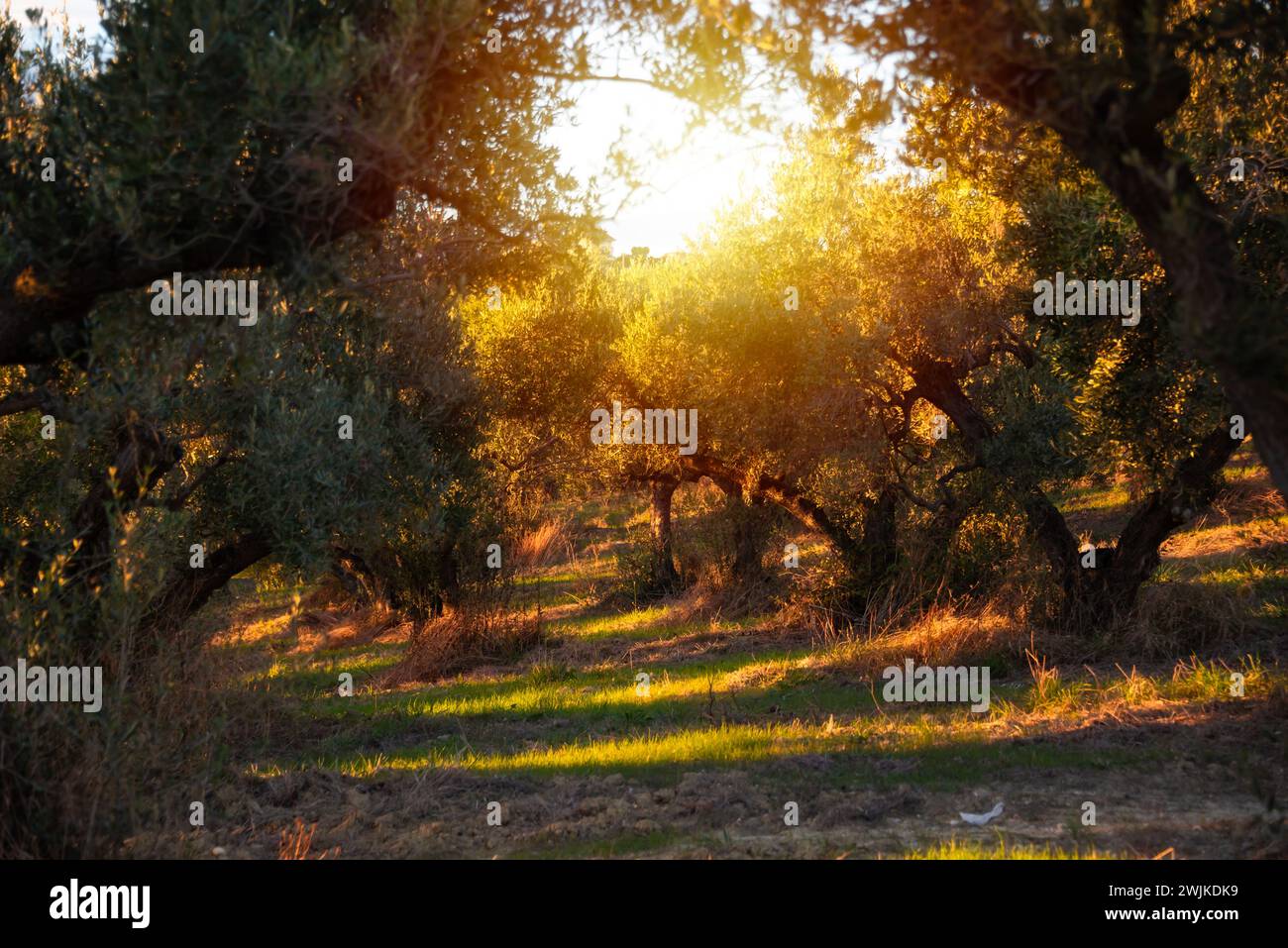 Von der Sonne erleuchtete Olivenzweige Stockfoto