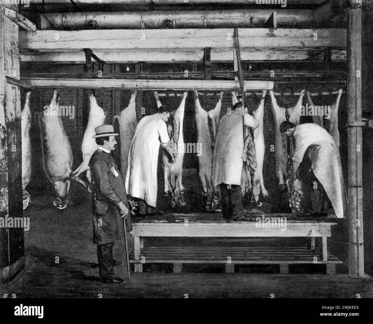 Das Schneiden und Ausnehmen der Schweine unter Aufsicht eines Beamten , (Wirtschaftsbuch, 1915), das Aufschneiden und Ausnehmen der Schweine unter Aufsicht eines Staatsbeamten Stockfoto