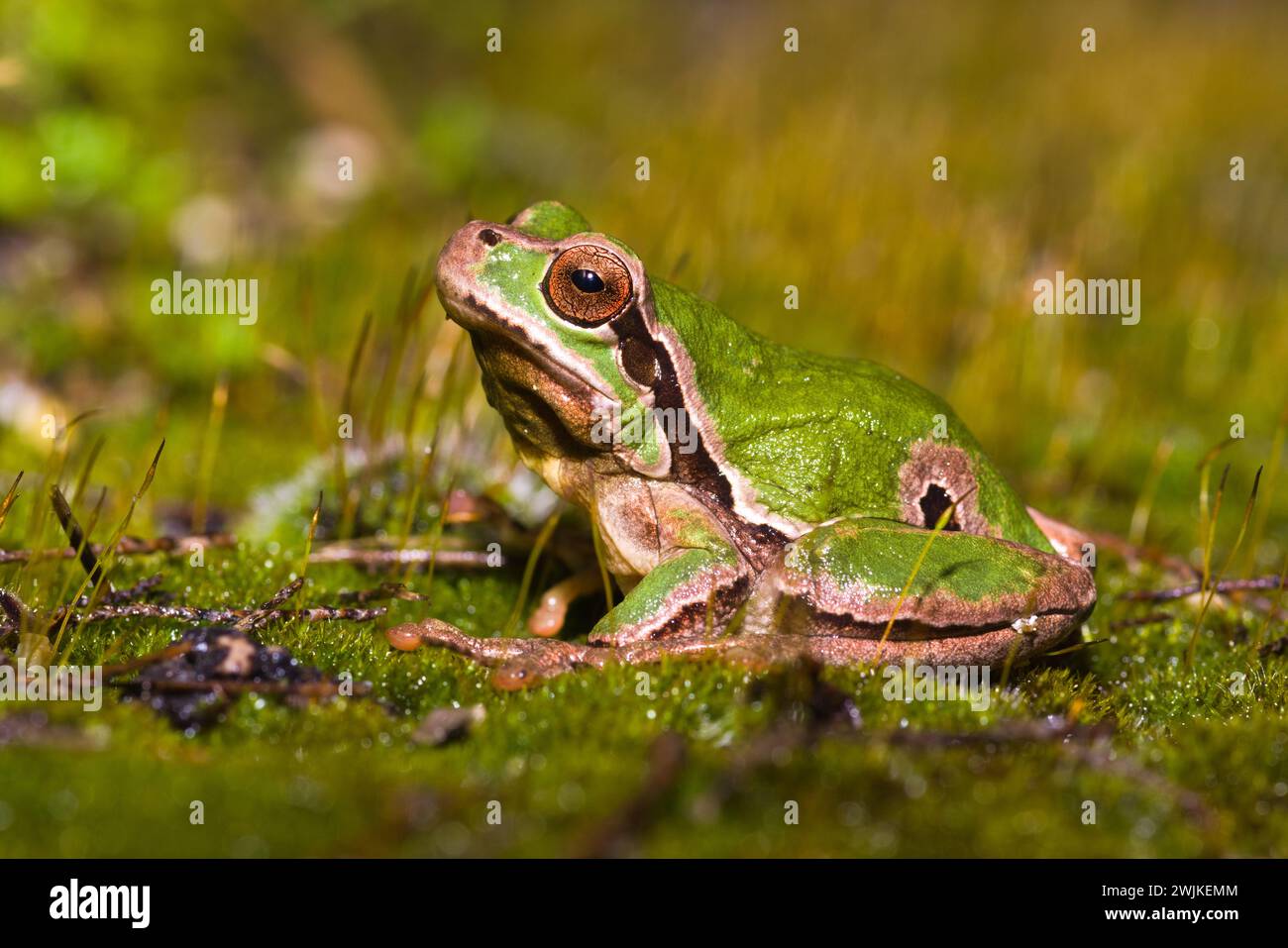 Italienischer oder europäischer Baumstamm (Hyla intermedia), der an einem regnerischen Tag auf einem Teppich aus Moos sitzt Stockfoto