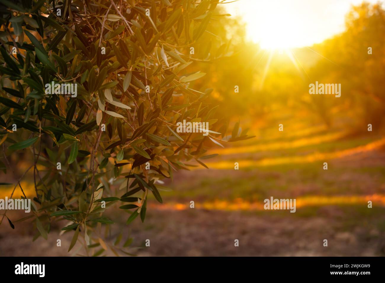 Von der Sonne erleuchtete Olivenzweige Stockfoto