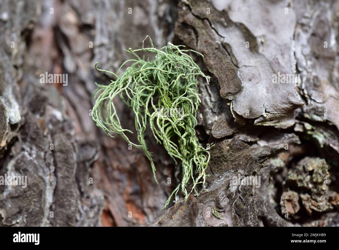 Usnea hirta ist eine Fruchtflechte, die auf Rindenbaum wächst. Dieses Foto wurde in Prades Mountains, Provinz Tarragona, Katalonien, Spanien aufgenommen. Stockfoto