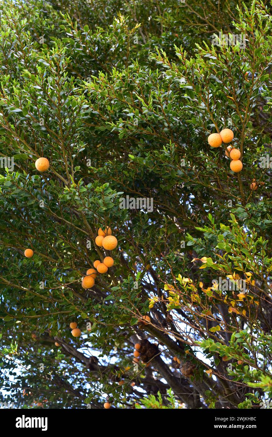 Llao-llao oder Pan de indio (Cyttaria harioti) ist ein essbarer Pilzparasit der Nothofagus-Arten (in diesem Bild N. betuloides). Dieses Foto wurde aufgenommen Stockfoto