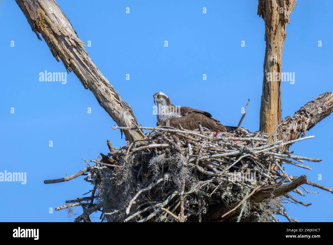 Osprey (Pandion haliaetus) sitzt auf Nest, Lake Apopka, Florida, USA. Stockfoto