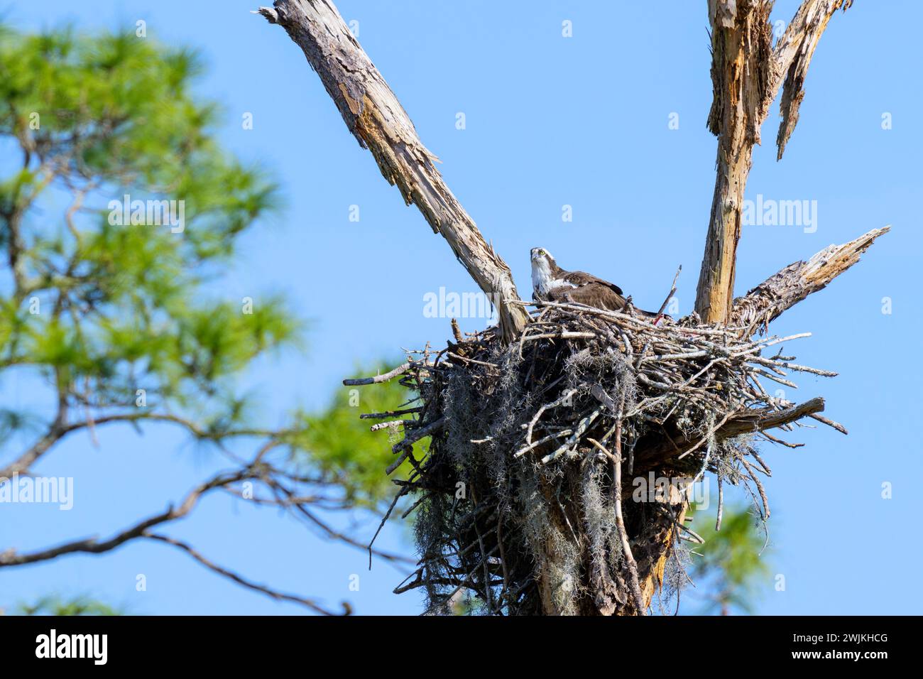 Osprey (Pandion haliaetus) sitzt auf Nest, Lake Apopka, Florida, USA. Stockfoto