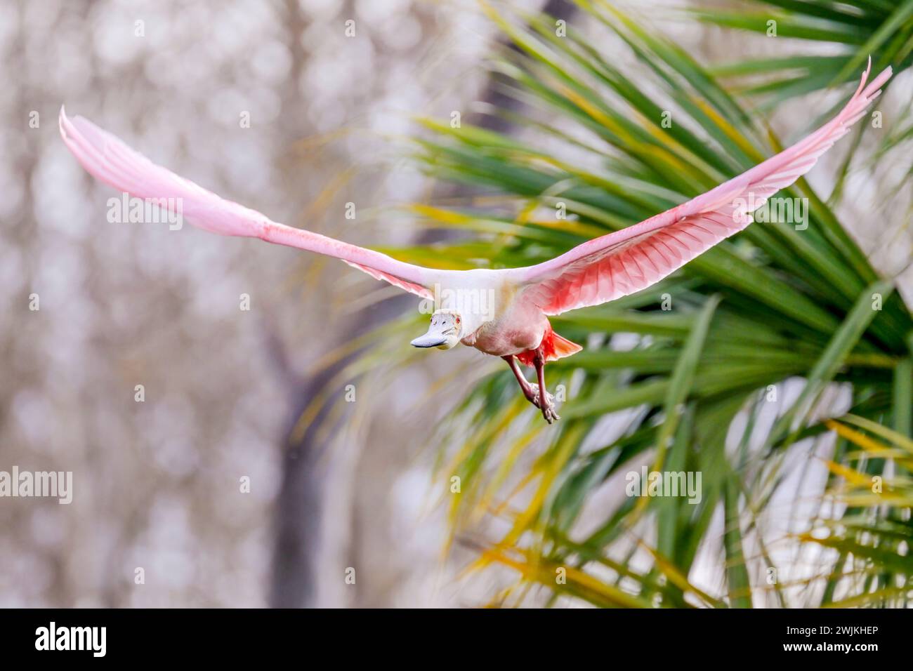 Rosenlöffelschnabel (Platalea ajaja), der zwischen Palmen fliegt, Florida, USA. Stockfoto