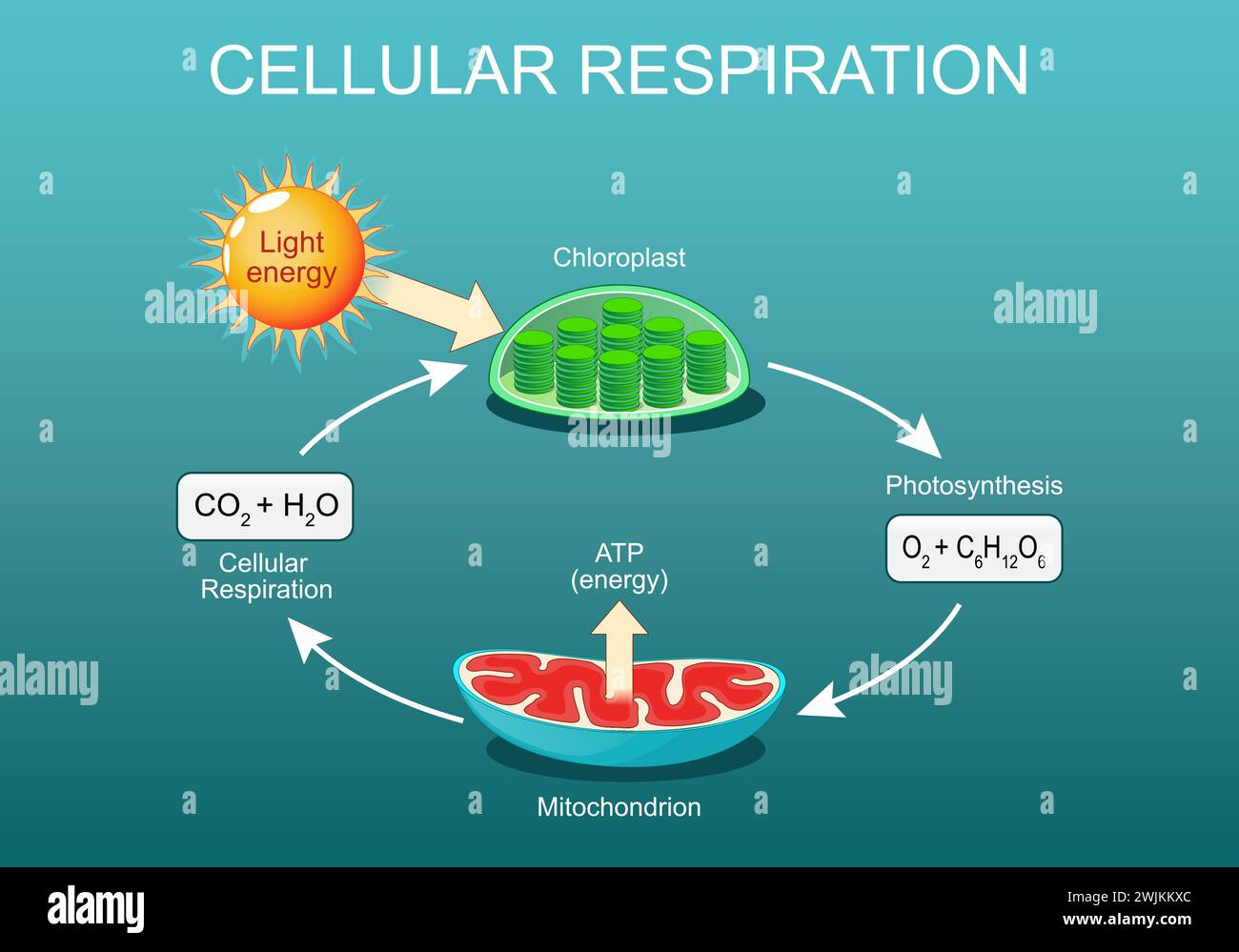 Zelluläre Atmung. Pozessen des aeroben Stoffwechsels. Zelluläre Atmung und Photosynthese, Chloroplast und Mitochondrien. Vektor Isometrisch flach Abb. Stock Vektor