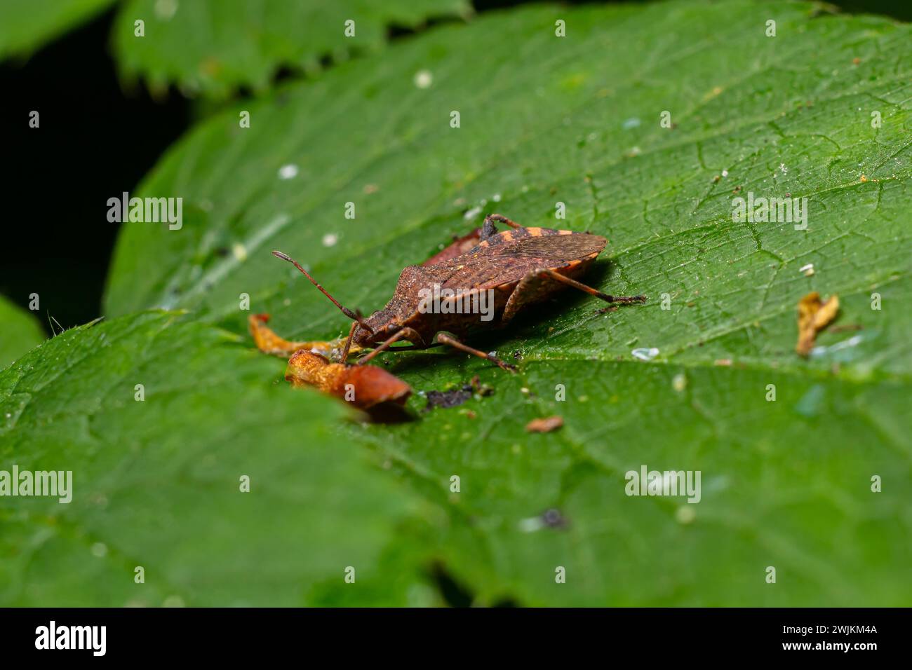 Eine Nahaufnahme eines braunen Waldkäfers oder eines rotbeinigen Schildkäfers auf einem grünen Blatt, Pentatoma rufipes. Stockfoto