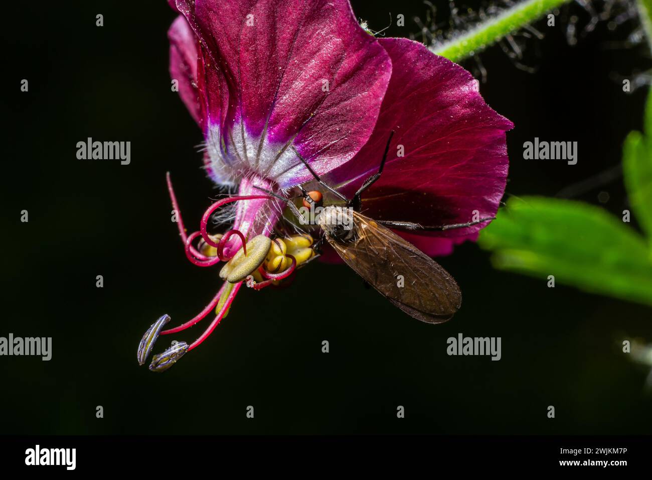 Empis tesselata Tanz Fliegen Sie auf einer Pflanze. Stockfoto