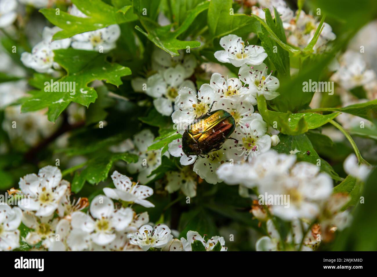 Cetonia aurata auf einer Weißdornblume. Grüne Betle. Stockfoto