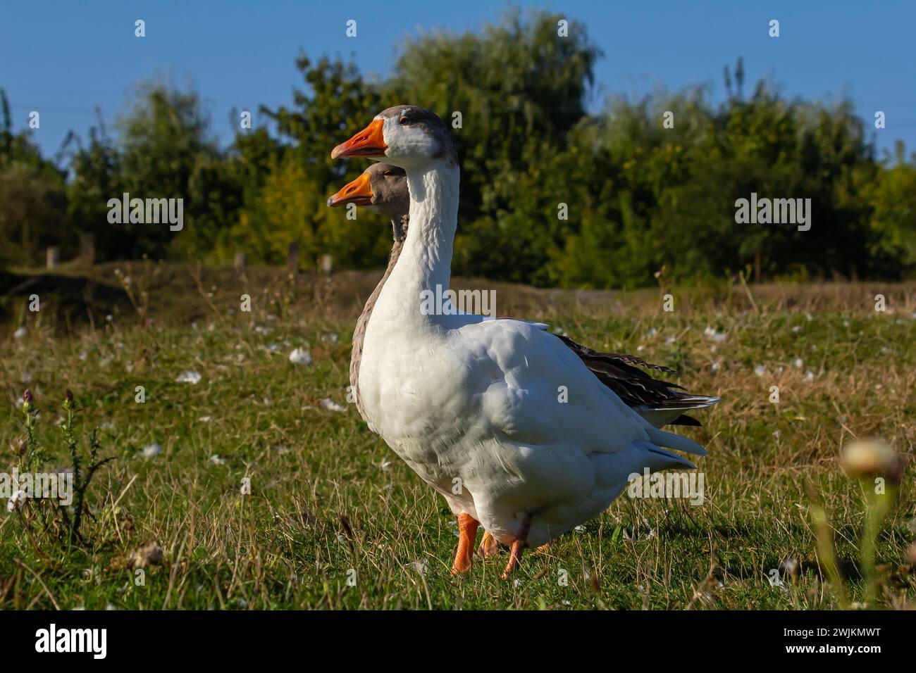 Eine Hausgans ist eine Gans, die Menschen domestiziert und für Fleisch, Eier oder Daunenfedern gehalten haben. Hausgänse wurden durch se abgeleitet Stockfoto