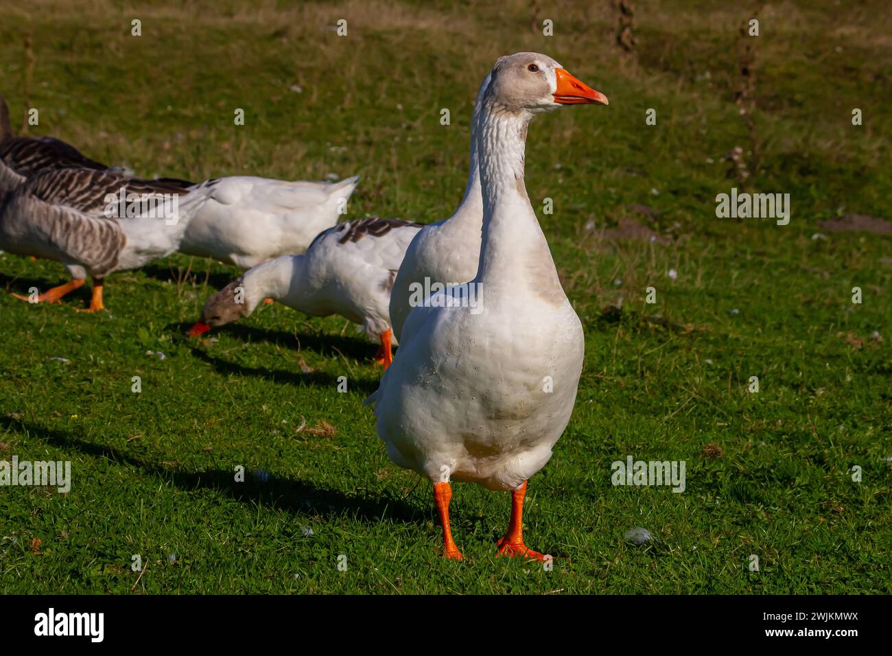 Eine Hausgans ist eine Gans, die Menschen domestiziert und für Fleisch, Eier oder Daunenfedern gehalten haben. Hausgänse wurden durch se abgeleitet Stockfoto