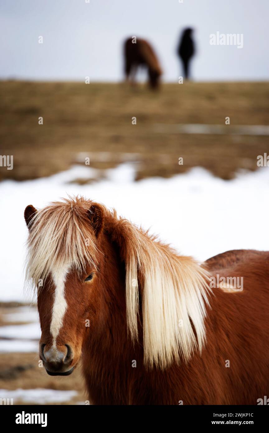 Wunderschönes Pferd in der Natur, Island. Stockfoto