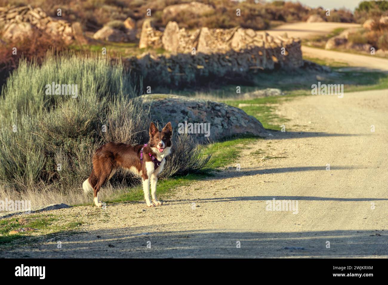 Brauner Border Collie im Pflaster Stockfoto