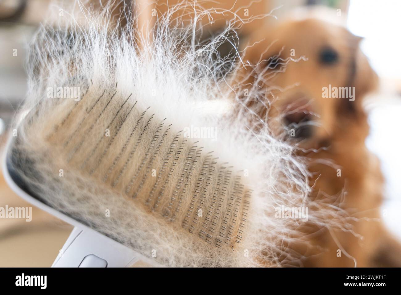 Bürste mit entfernten Haaren gefüllt, Hund sitzt im Hintergrund Stockfoto