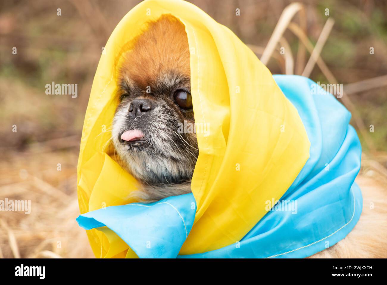 Ein Pekingeser Hund ist auf der Straße der Ukraine in die blaue und gelbe Flagge der Ukraine gewickelt und unterstützt hilflose Tiere Stockfoto