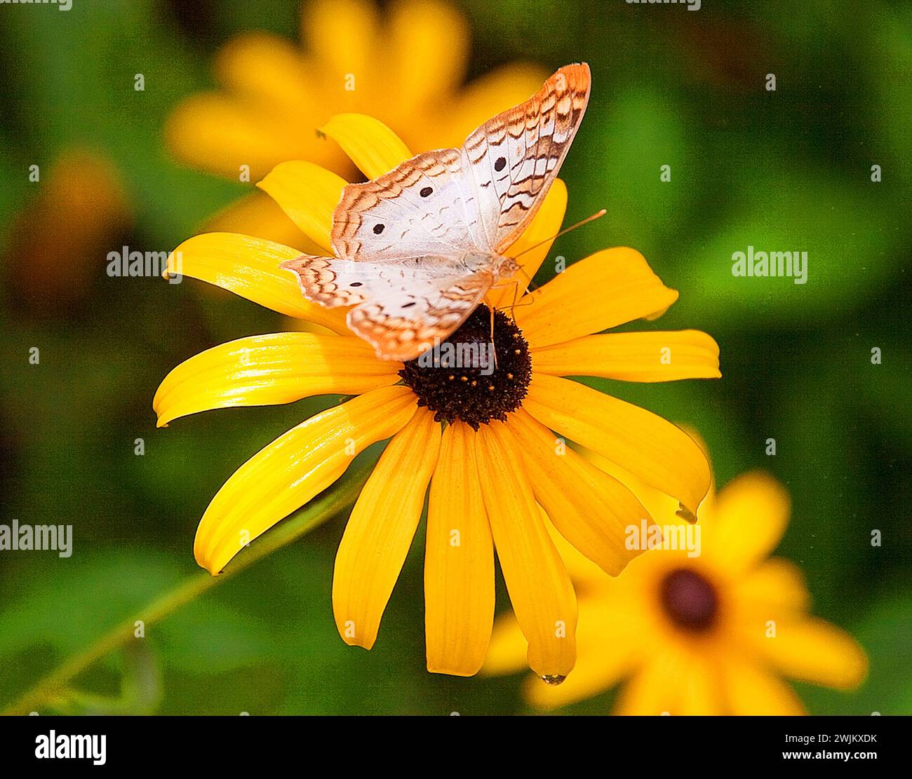 Oranger und weißer Schmetterling auf gelber Blume aus nächster Nähe Stockfoto