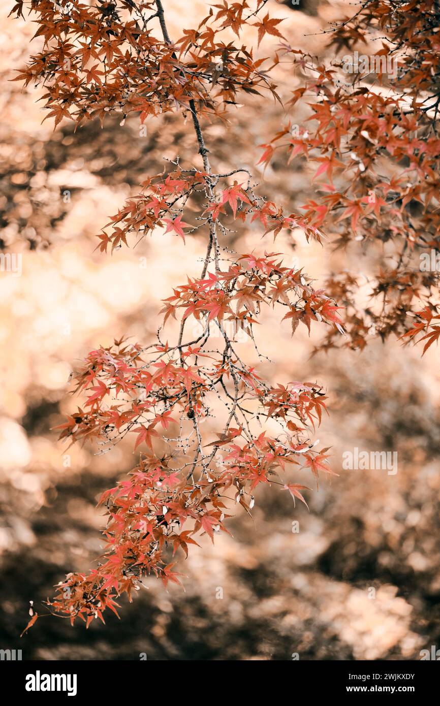 Rotes japanisches Ahornblatt auf Baum Stockfoto