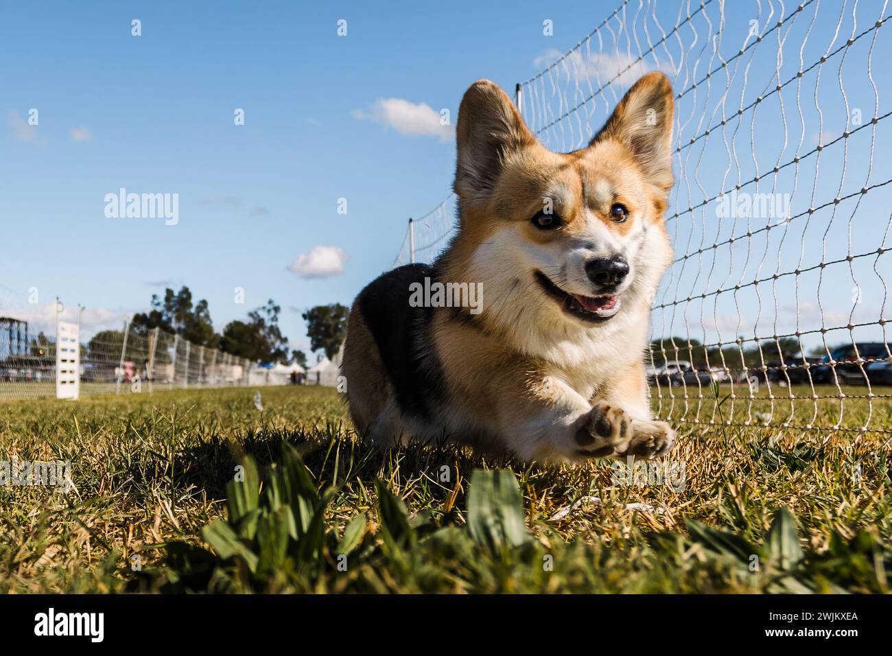 Pembroke Welsh Corgi Running-Köder-Kurs Hundesport an sonnigen Tagen Stockfoto