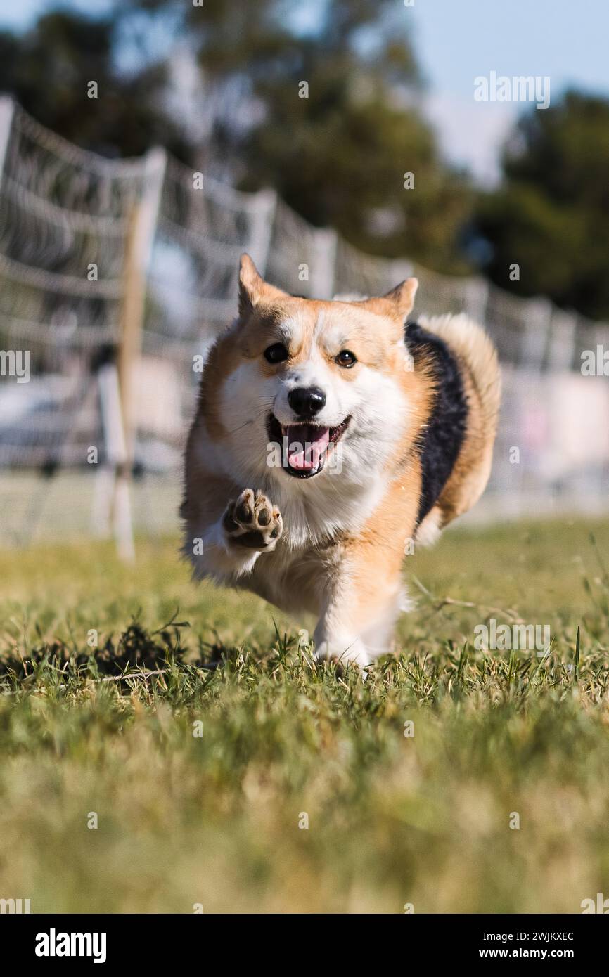 Pembroke Welsh Corgi Running-Köder-Kurs Hundesport an sonnigen Tagen Stockfoto