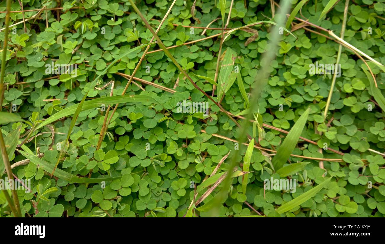 Hintergrund mit grünen Blättern zum St. Patrick's Day, das als Symbol für Glück gilt. Stockfoto