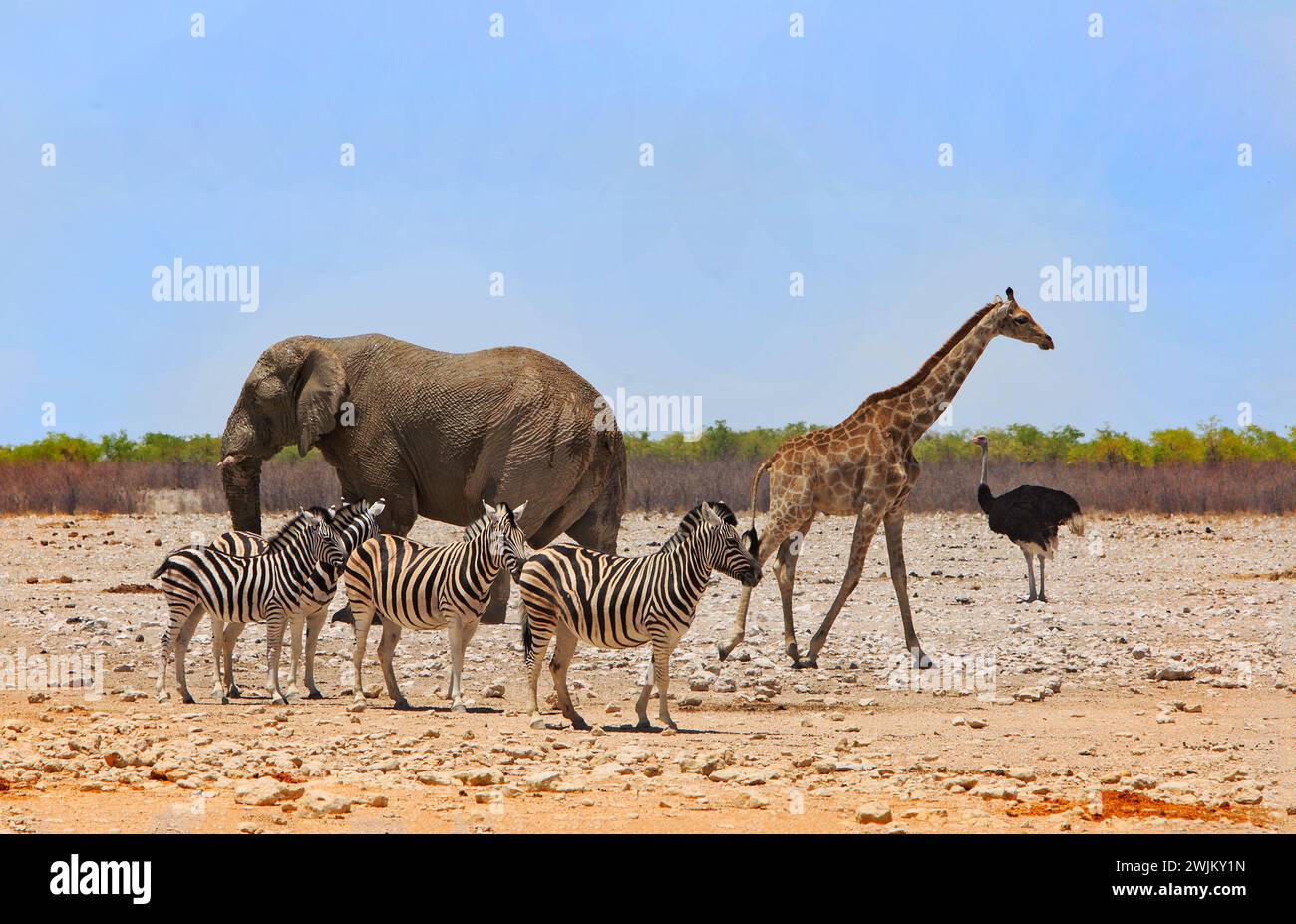 Legendärer afrikanischer Safari-Duft mit Elefant, Giraffe und Zebra, die in der trockenen, trockenen afrikanischen Ebene mit klarem blauen Himmel dicht beieinander stehen Stockfoto