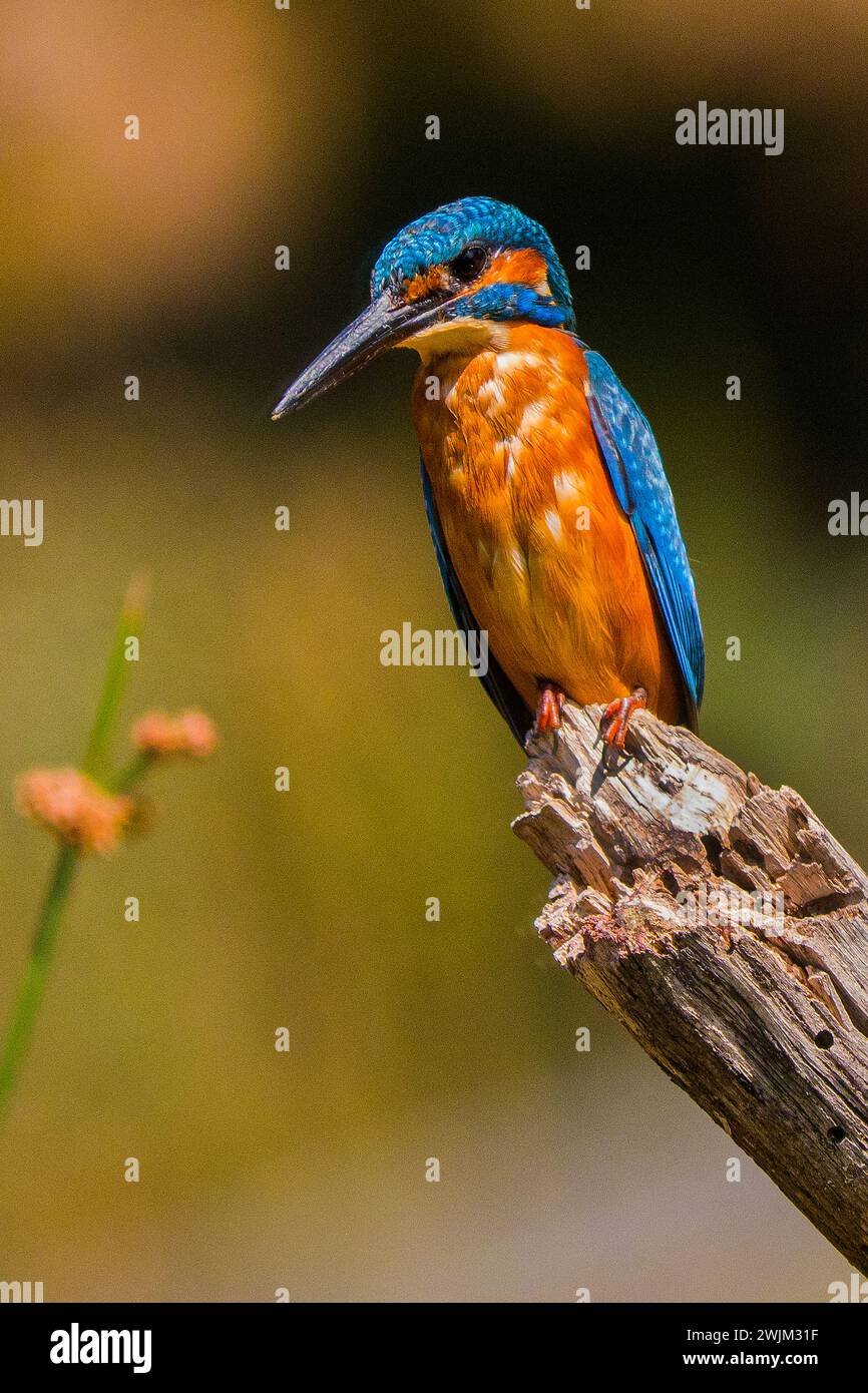 Kingfisher, Alcedo athis, Tajo River, Monfragüe National Park, SPA, ZEPA, Biosphärenreservat, Provinz Cáceres, Extremadura, Spanien, Europa Stockfoto