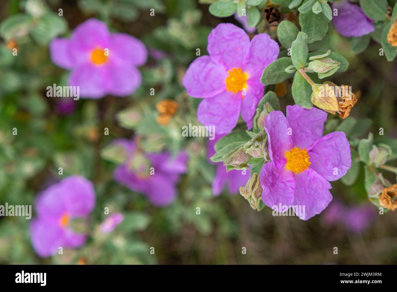 Weiße Rosa, Cistus albidus, Mallorca, Balearen, Spanien Stockfoto