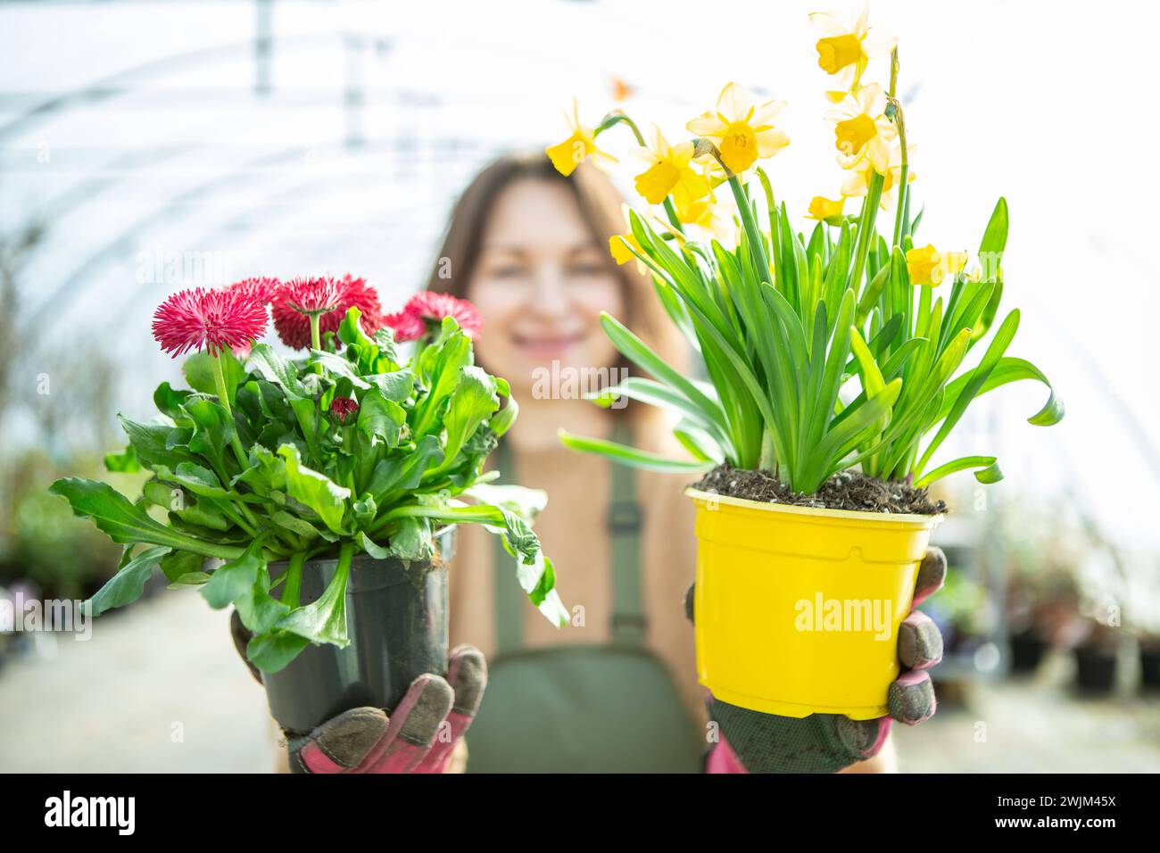 Lächelnder Gärtner präsentiert Topfblumen fröhliche Frau in einem Gewächshaus mit Gänseblümchen und Narzissen Töpfen. Stockfoto