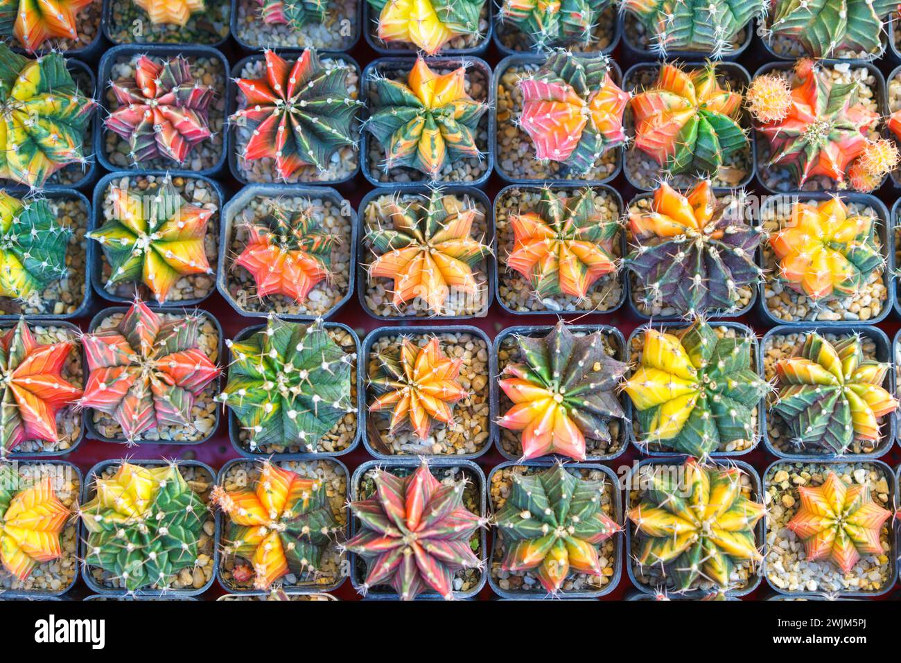 Eine lebendige Sammlung von veredelten Kakteen mit einer Vielzahl von leuchtenden Farben, die in einer Pflanzenzüchtung zum Verkauf angeboten werden können. Stockfoto