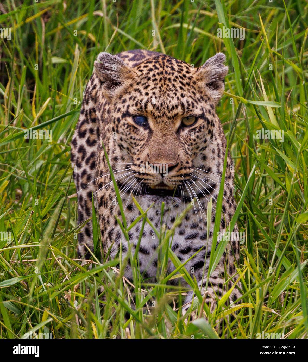 Ein Leopard auf dem Gras im Kruger Park Südafrika Stockfoto