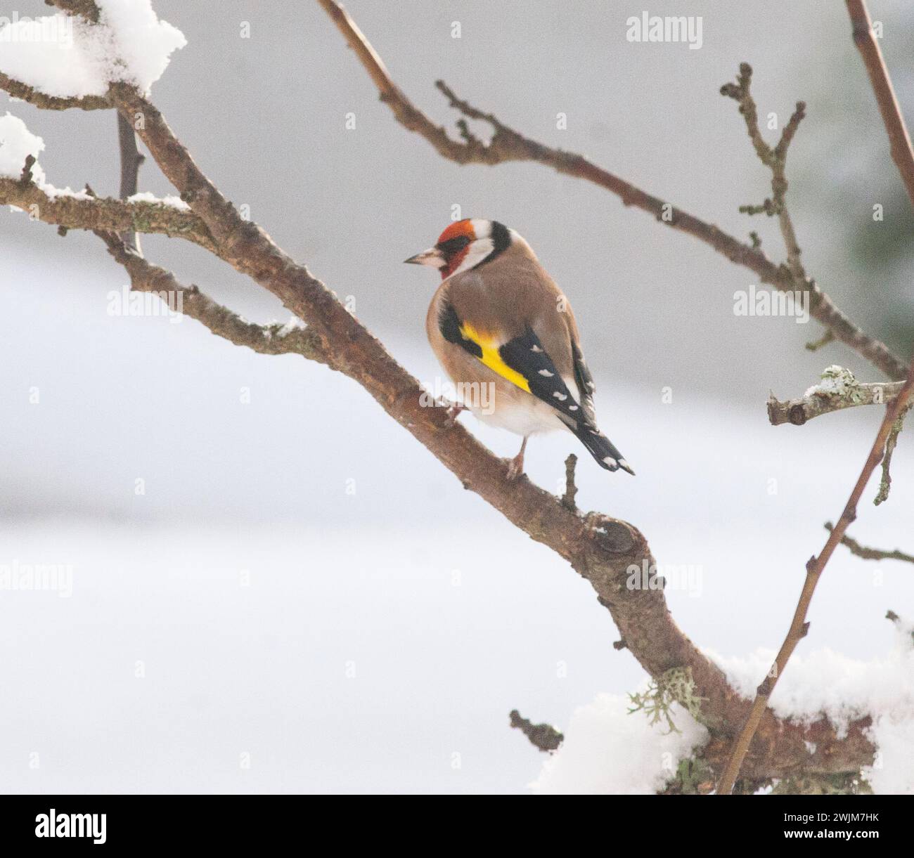 Europäische Stieglitz Carduelis carduelis Stockfoto