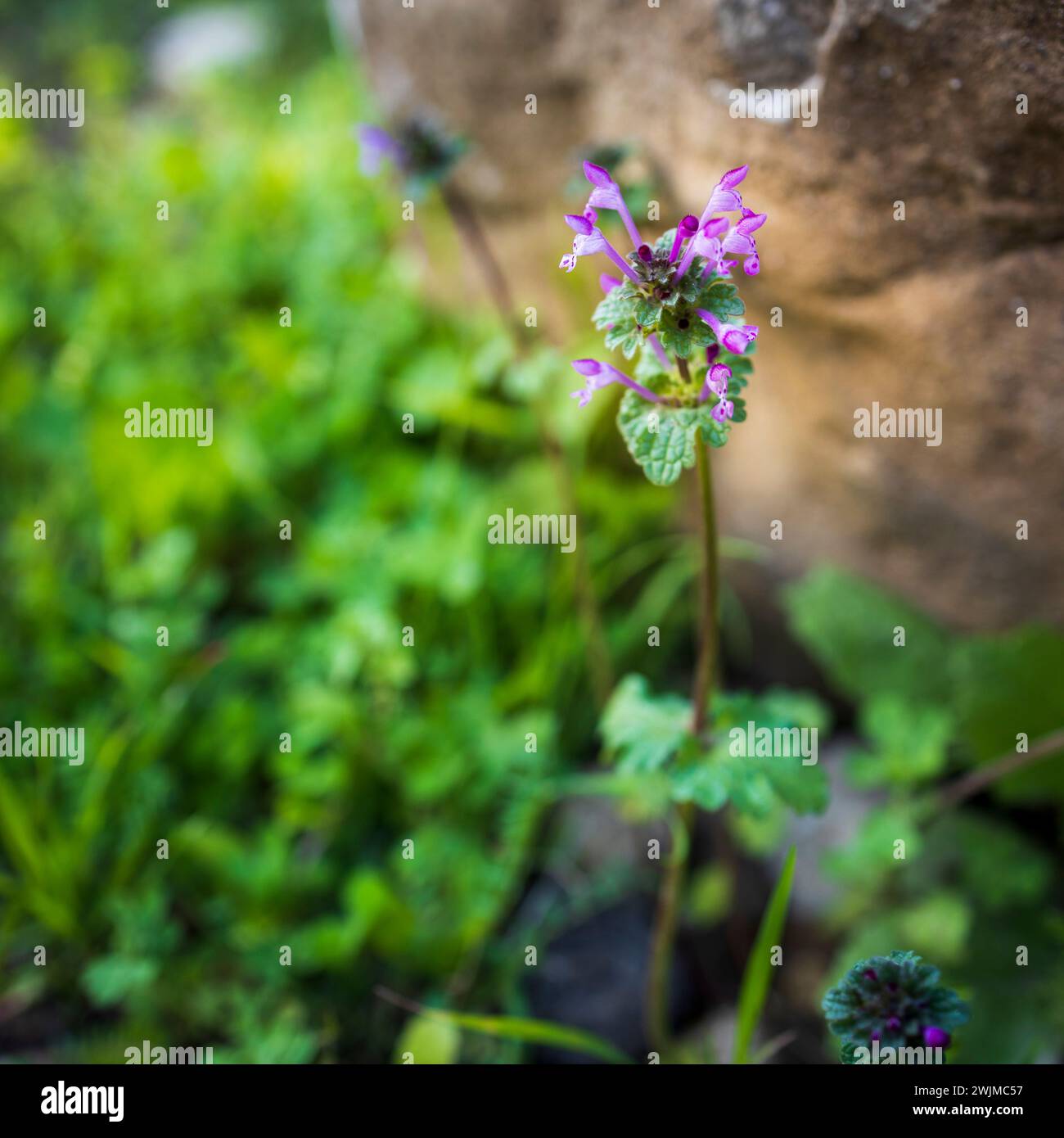 Lamium purpureum, auch bekannt als rote Brennnessel, violette Brennnessel oder violette Erzengel, ist eine jährlich in Europa und Asien heimische krautige Blütepflanze Stockfoto