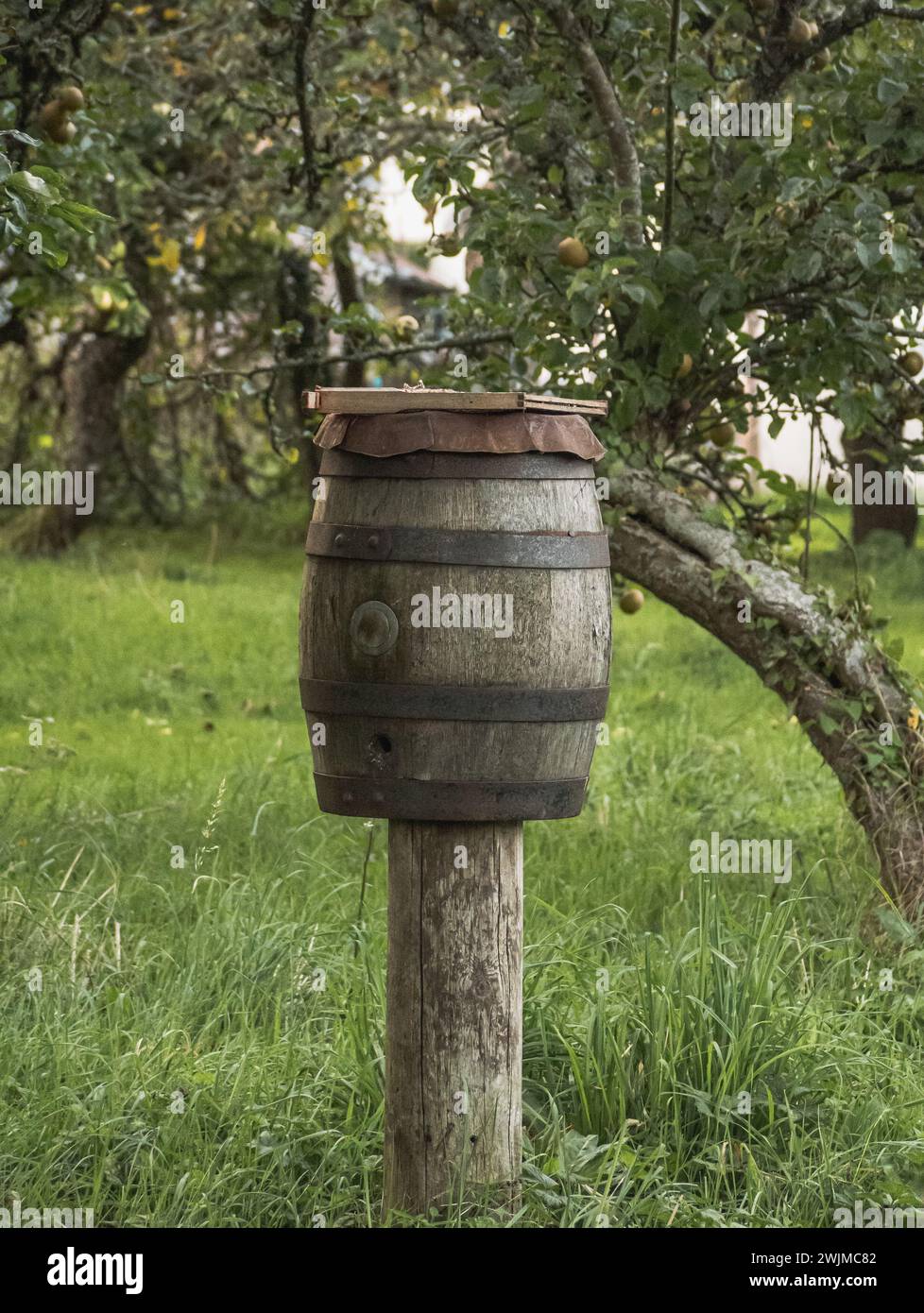 Fass in einer Apfelbaumfarm Stockfoto