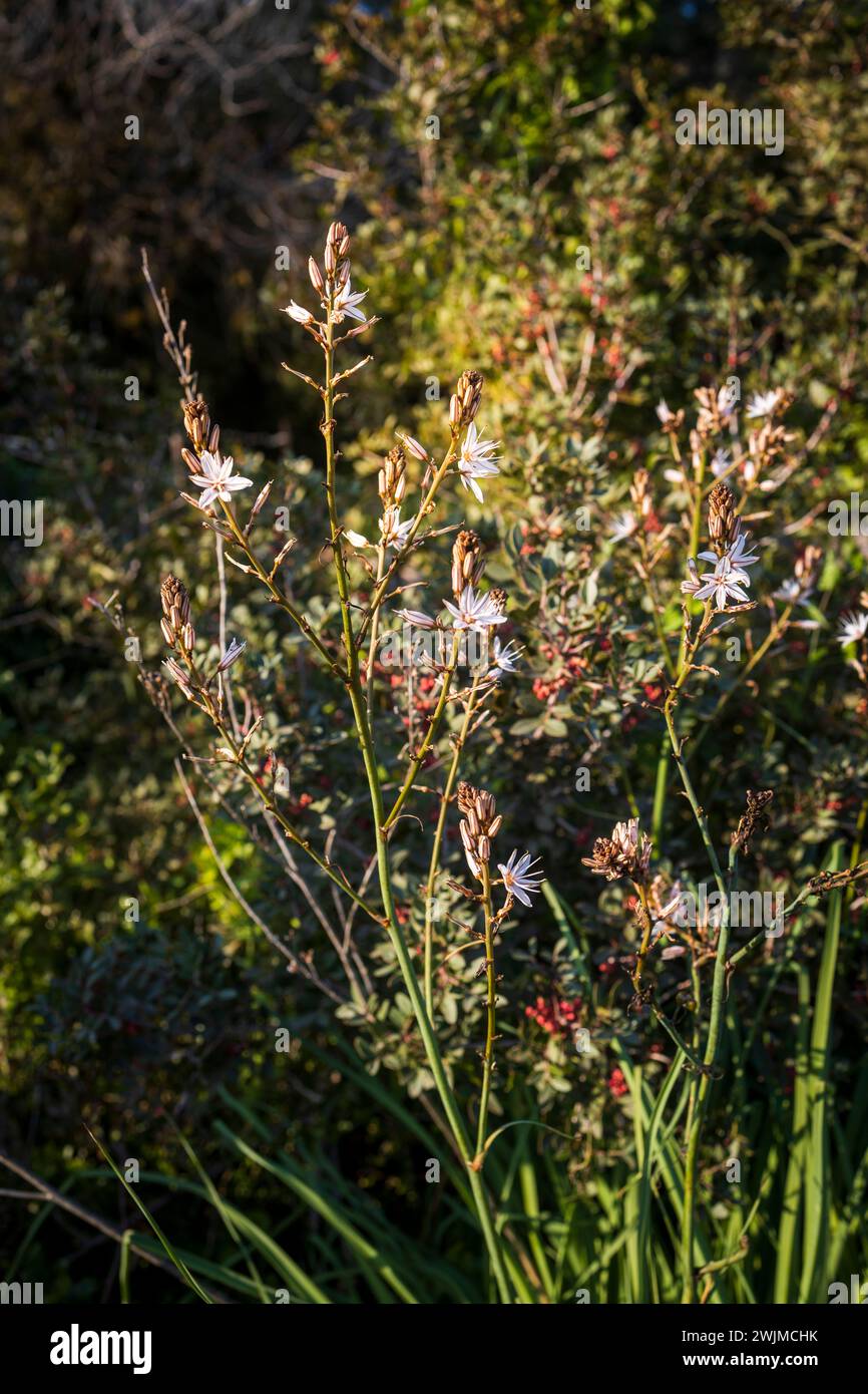 Asphodelus ramosus, der verzweigte Asphodel, ist eine mehrjährige krautige Pflanze der Ordnung Asparagales. Stockfoto